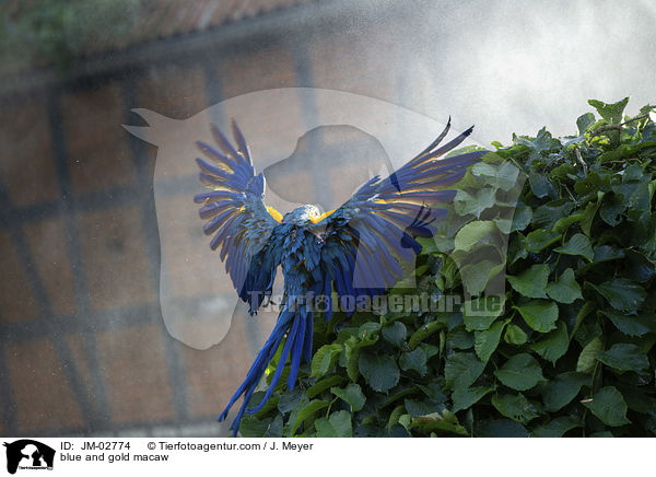 Gelbbrustara / blue and gold macaw / JM-02774