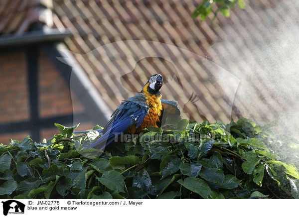 blue and gold macaw / JM-02775