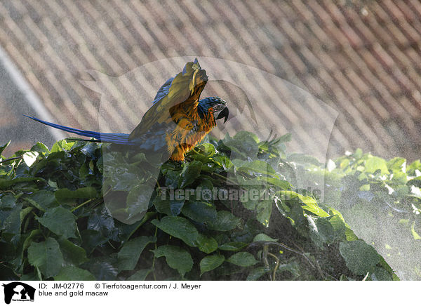 Gelbbrustara / blue and gold macaw / JM-02776