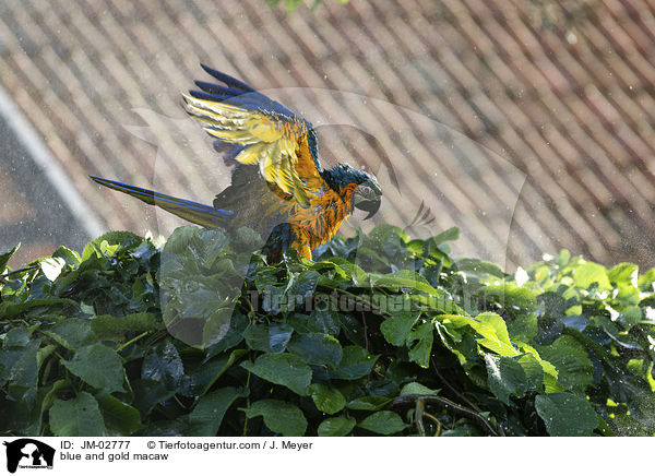 Gelbbrustara / blue and gold macaw / JM-02777