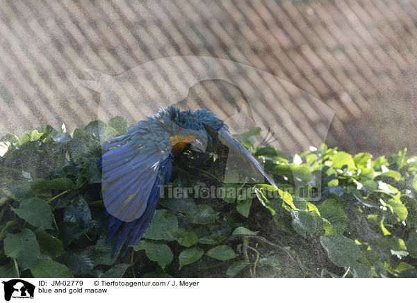 Gelbbrustara / blue and gold macaw / JM-02779