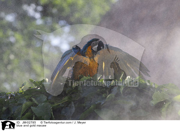 blue and gold macaw / JM-02785