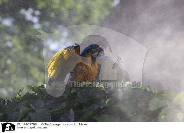 Gelbbrustara / blue and gold macaw / JM-02786