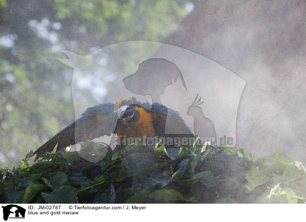 Gelbbrustara / blue and gold macaw / JM-02787