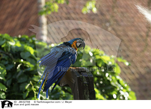 blue and gold macaw / JM-02788
