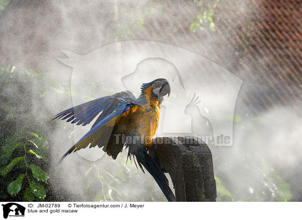 blue and gold macaw / JM-02789