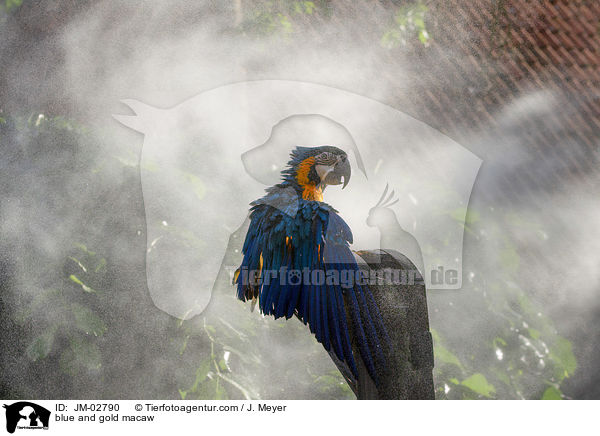 blue and gold macaw / JM-02790
