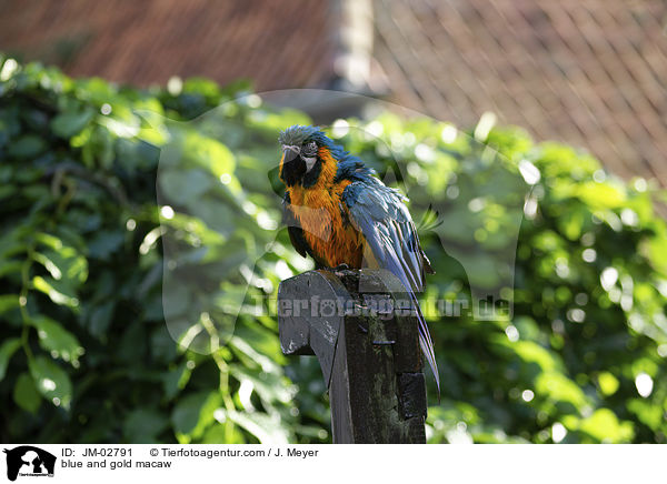 blue and gold macaw / JM-02791