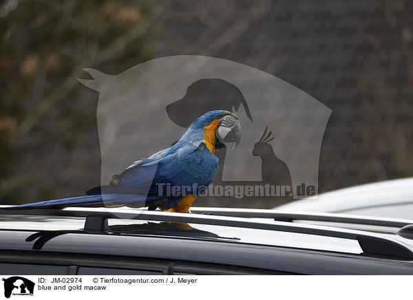 blue and gold macaw / JM-02974