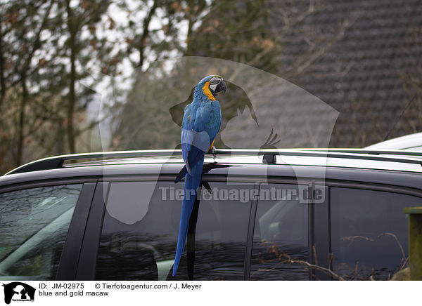 blue and gold macaw / JM-02975