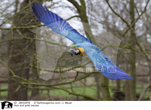 blue and gold macaw / JM-02978
