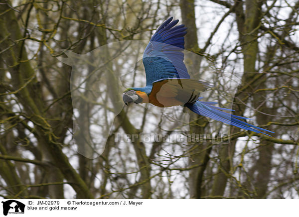 Gelbbrustara / blue and gold macaw / JM-02979