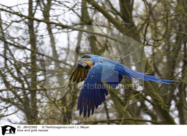 blue and gold macaw / JM-02980