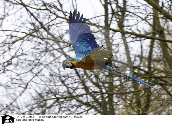 Gelbbrustara / blue and gold macaw / JM-02981