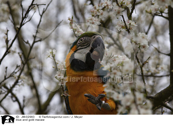 blue and gold macaw / JM-02983