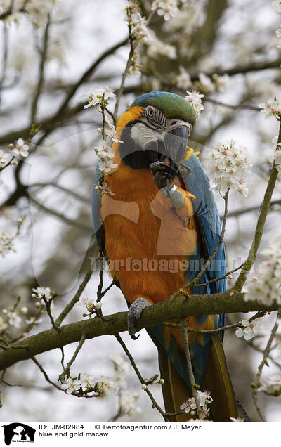blue and gold macaw / JM-02984