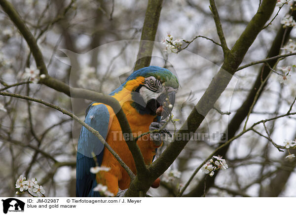 Gelbbrustara / blue and gold macaw / JM-02987