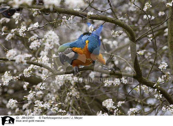 Gelbbrustara / blue and gold macaw / JM-02991