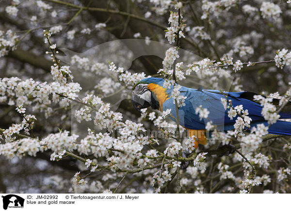 blue and gold macaw / JM-02992