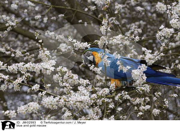 Gelbbrustara / blue and gold macaw / JM-02993