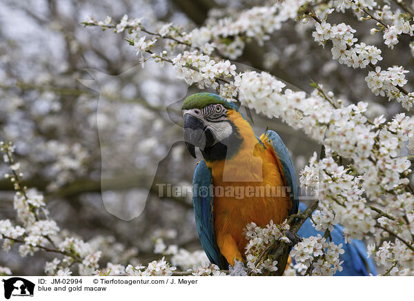 blue and gold macaw / JM-02994