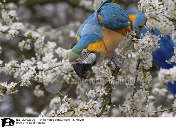 Gelbbrustara / blue and gold macaw / JM-02996