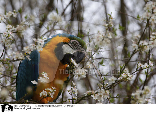 Gelbbrustara / blue and gold macaw / JM-03000