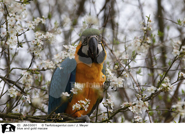 blue and gold macaw / JM-03001