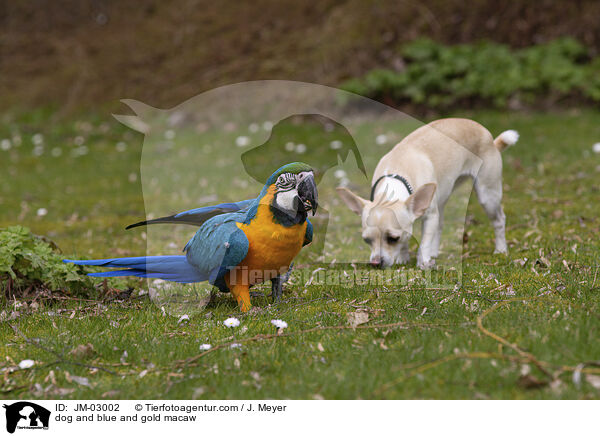 dog and blue and gold macaw / JM-03002