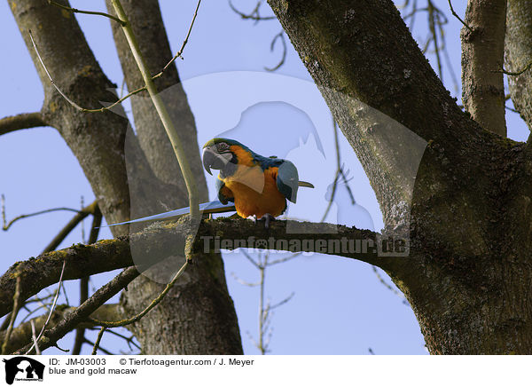 Gelbbrustara / blue and gold macaw / JM-03003