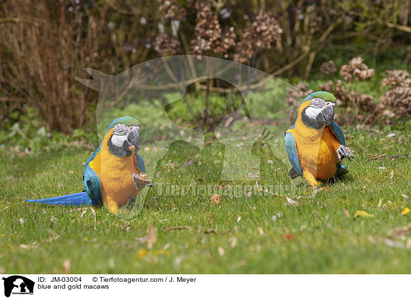 blue and gold macaws / JM-03004