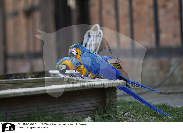 Gelbbrustaras / blue and gold macaws / JM-03008