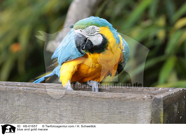 Gelbbrustara / blue and gold macaw / HS-01657