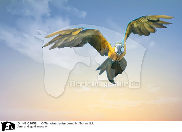 blue and gold macaw / HS-01658