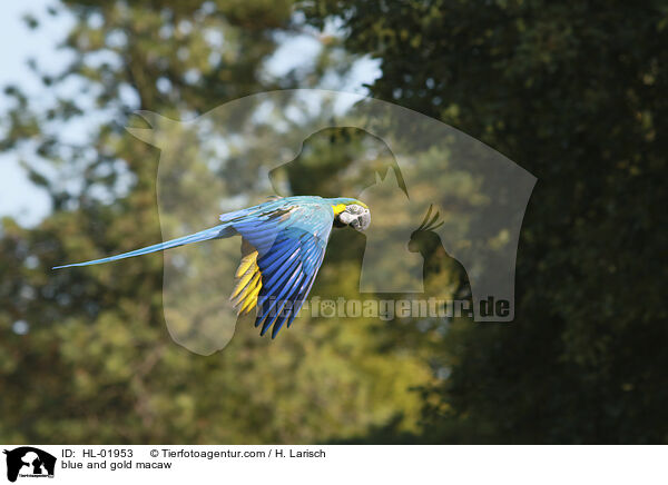 blue and gold macaw / HL-01953