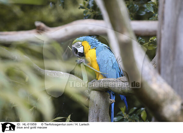 blue and gold macaw / HL-01959