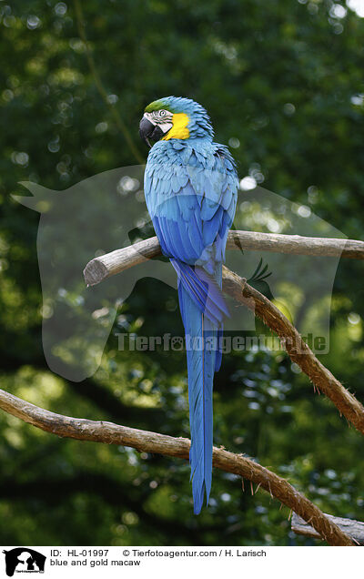 blue and gold macaw / HL-01997