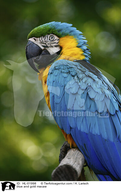 blue and gold macaw / HL-01998