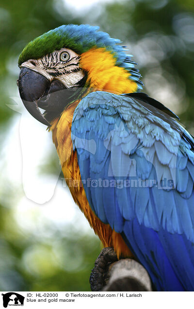 blue and gold macaw / HL-02000