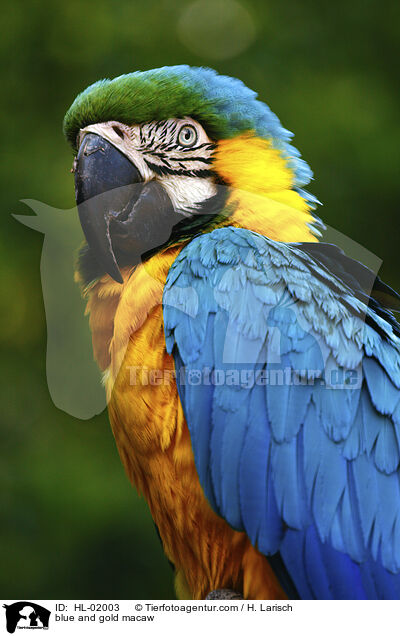 blue and gold macaw / HL-02003