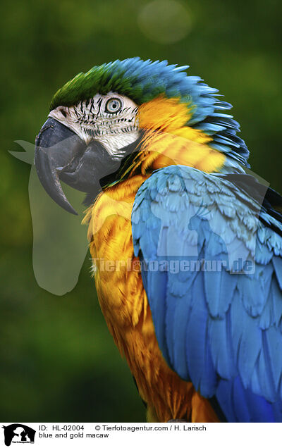 blue and gold macaw / HL-02004