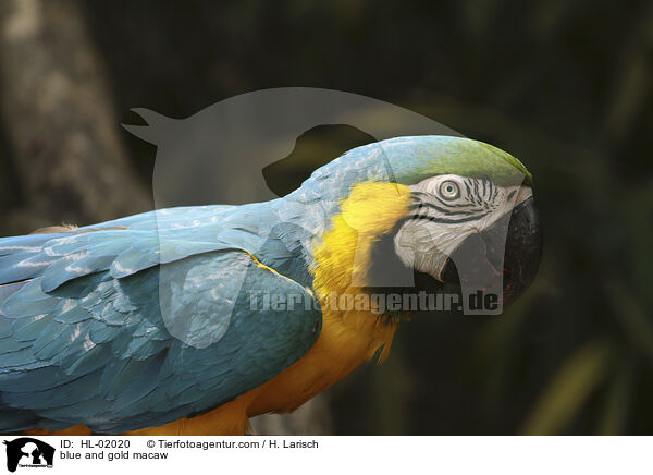 blue and gold macaw / HL-02020
