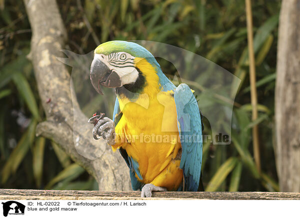 blue and gold macaw / HL-02022