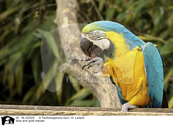 blue and gold macaw / HL-02024