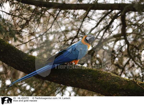 Gelbbrustara / blue and gold macaw / HL-02070