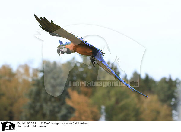 Gelbbrustara / blue and gold macaw / HL-02071