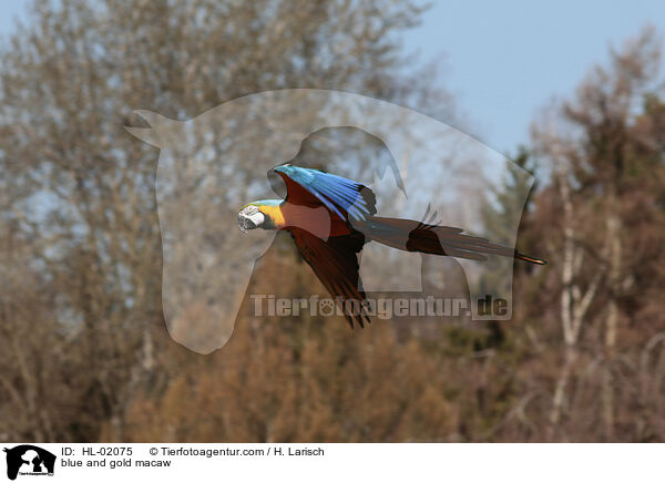 blue and gold macaw / HL-02075