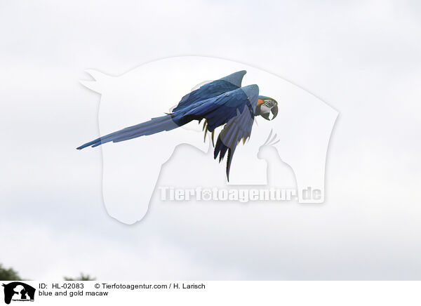 Gelbbrustara / blue and gold macaw / HL-02083