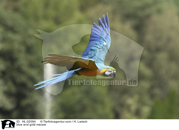 blue and gold macaw / HL-02084
