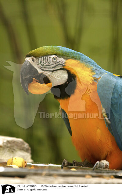 blue and gold macaw / HL-02085